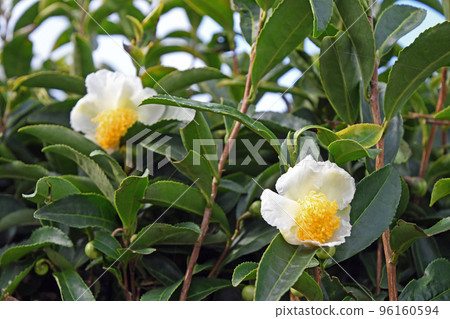 茶花 茶花 96160594