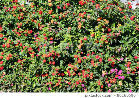 Lantana Lantana 96160596