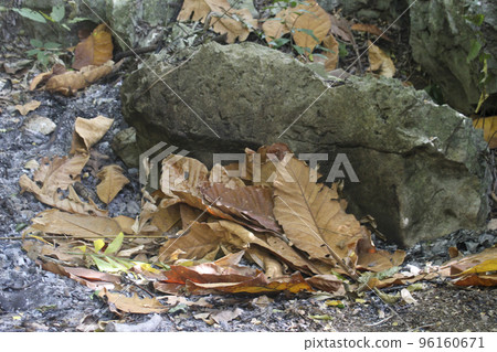 Closeup multicolored dry natural leaves on the ground 96160671