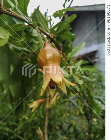 Close-up promegranate flower polinated by a bee 96160673
