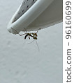 Baby praying mantis 96160699
