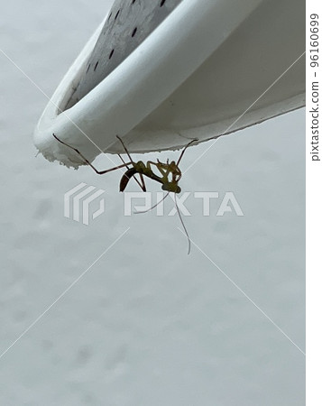 Baby praying mantis 96160699