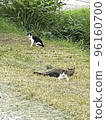 Cautical cat 96160700