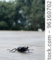 Seasonal stag beetle 96160702