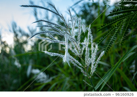 像蒲葦一樣的植物。在陽光下閃閃發光的銀色 96160926