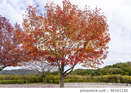 Red maple (American sweetgum) with red leaves Red maple (American sweetgum) with red leaves 96161180