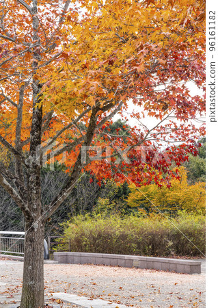 Red maple (American sweetgum) with red leaves Red maple (American sweetgum) with red leaves 96161182