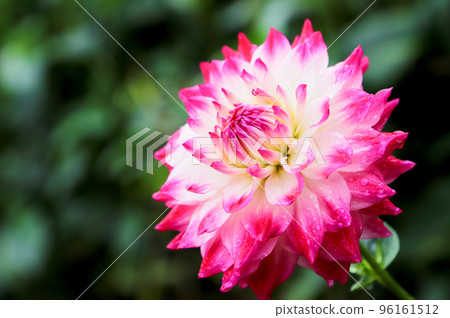 Dahlia after the rain (Variety: Beauty Stars) 96161512