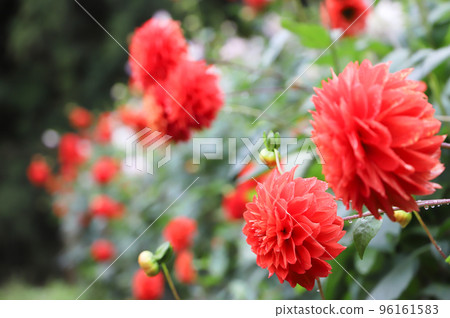 Dahlia after the rain (Variety: Red Bell) 96161583