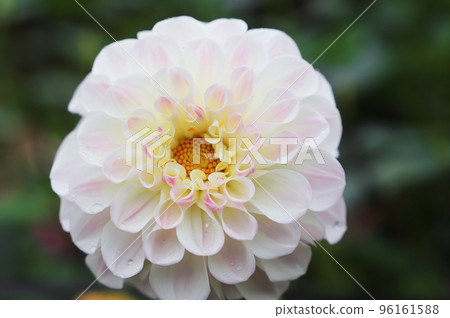 雨後大麗花（品種：未知） 96161588