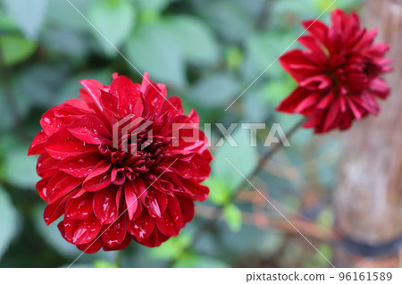 雨後的大麗花（品種：Saya） 96161589