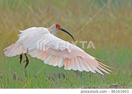 日本宜必思 96161603