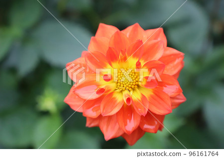 Dahlia after the rain (Variety: Satoyama Autumn) Dahlia after the rain (Variety: Satoyama Autumn) 96161764