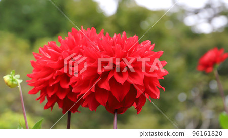 Red dahlia (cultivar: unknown) 96161820