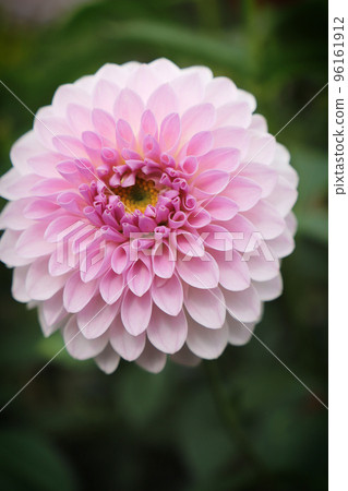 Pretty pale purple dahlia (variety: Shiori) 96161912