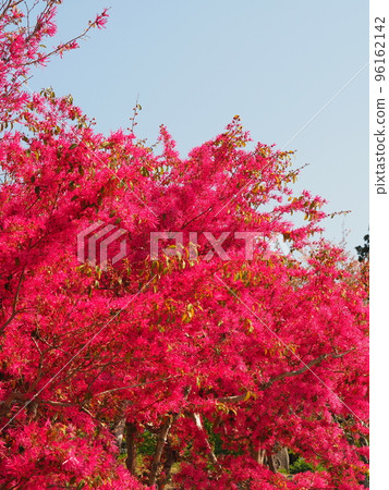 Vivid Akabana Tokiwa Witch Hazel in full bloom Vivid Akabana Tokiwa Witch Hazel in full bloom 96162142