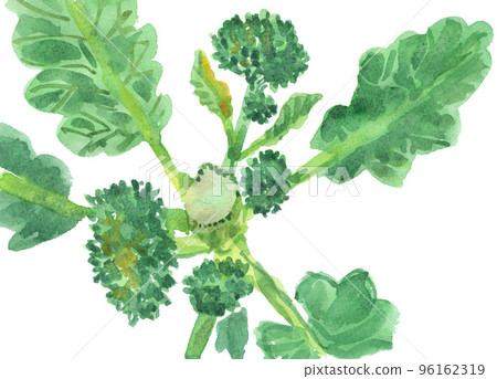 illustration, vegetables, vegetable 96162319