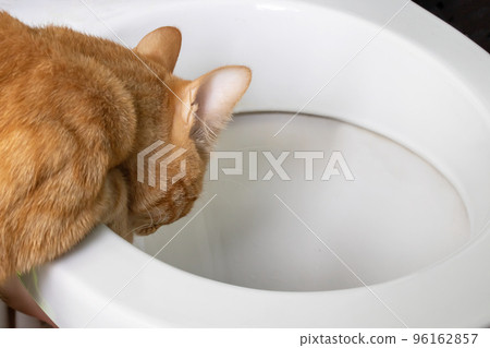 Red cat gets into the toilet closeup Red cat gets into the toilet closeup 96162857