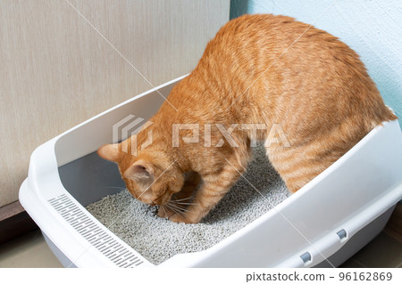 Red cat sitting in a tray closeup Red cat sitting in a tray closeup 96162869