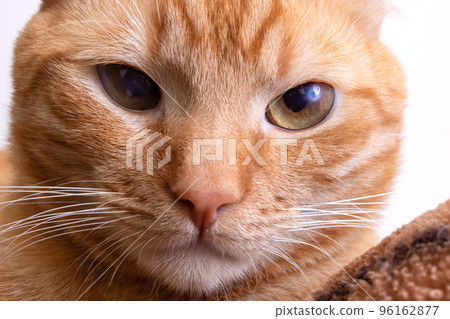 Red cat with a judgmental arrogant look Red cat with a judgmental arrogant look 96162877