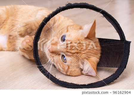 Cat in protective collar plays with mouse 96162904
