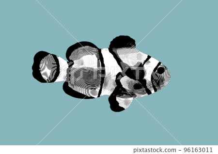 Engraving clownfish. Graphic illustration of a marine fish. Reef fish Engraving clownfish. Graphic illustration of a marine fish. Reef fish 96163011