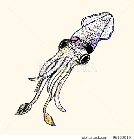 Squid hand drawn style vector illustration 96163019