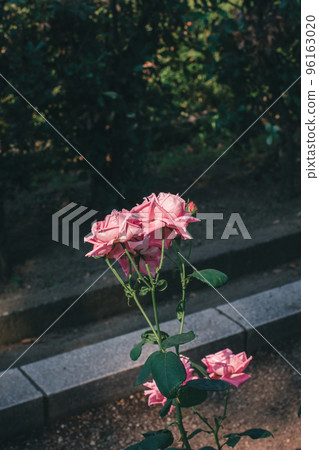 玫瑰玫瑰中之島公園玫瑰園中之島玫瑰園粉紅玫瑰 玫瑰玫瑰中之島公園玫瑰園中之島玫瑰園粉紅玫瑰 96163020