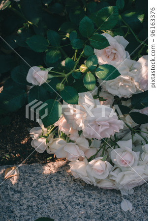 玫瑰玫瑰中之島公園玫瑰中之島玫瑰園大阪粉紅玫瑰 96163376