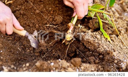 A scene of harvesting new ginger in the autumn field A scene of harvesting new ginger in the autumn field 96163428