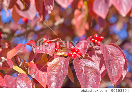 山茱萸秋葉和紅色水果 山茱萸秋葉和紅色水果 96163504