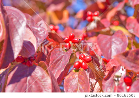 山茱萸秋葉和紅色水果 96163505