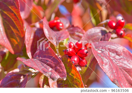 山茱萸秋葉和紅色水果 96163506