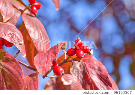 山茱萸秋葉和紅色水果 96163507