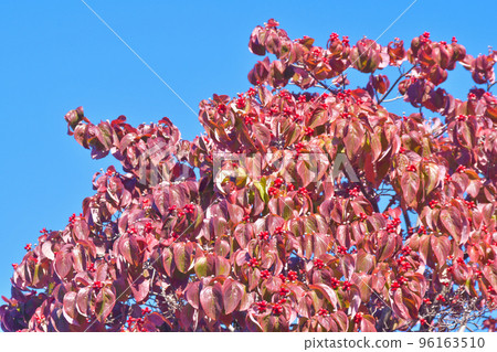 Dogwood autumn leaves and red fruits Dogwood autumn leaves and red fruits 96163510