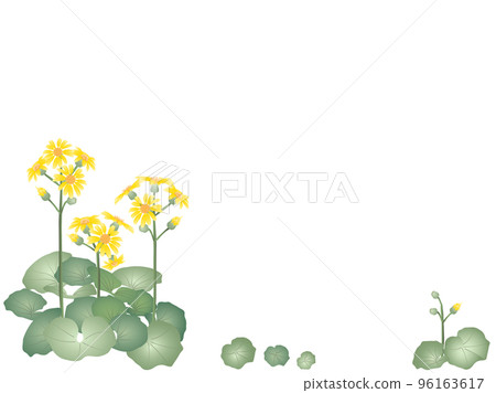 石蜂斗菜，側面 96163617