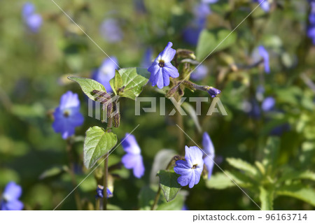 Bush violet Bush violet 96163714