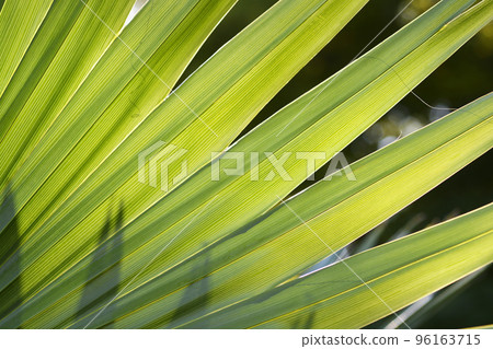 Sabal palm Sabal palm 96163715