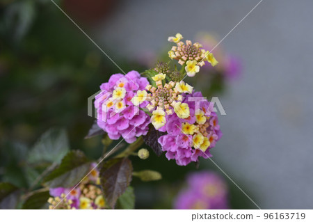 Shrub verbena flower 96163719