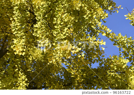 Ginkgo tree Ginkgo tree 96163722