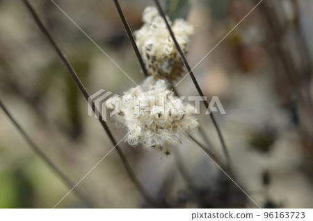 Tall anemone Tall anemone 96163723