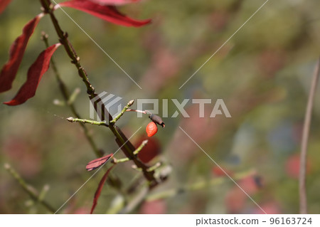 Burning Bush Burning Bush 96163724