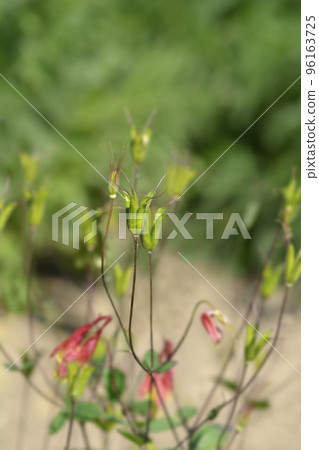 Canadian columbine 96163725