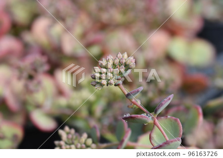 October stonecrop 96163726