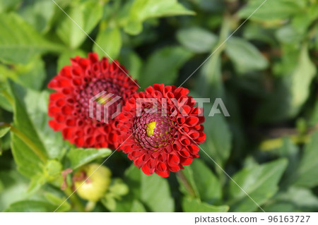 Dahlia Charlotte Bateson 96163727