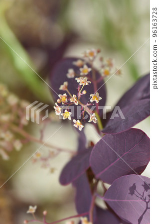 Smoke tree Royal Purple 96163728