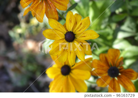 Gloriosa Daisy Rustic Dwarfs Mixed Gloriosa Daisy Rustic Dwarfs Mixed 96163729