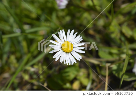 Common daisy 96163730