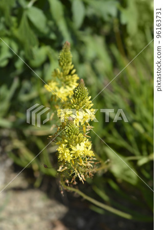 Yellow bulbine 96163731