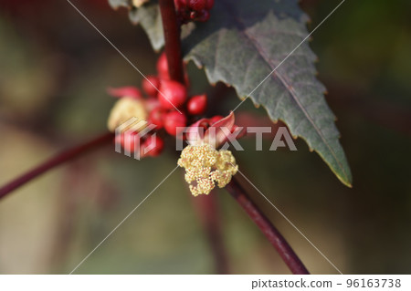 Castor oil plant Carmencita 96163738